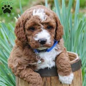 Baxter, Mini Labradoodle Puppy
